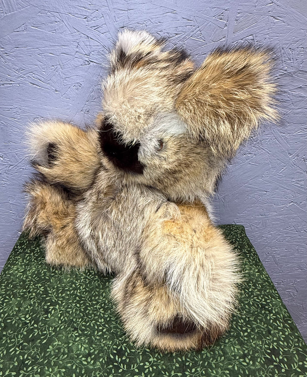 Coyote Bear - Large