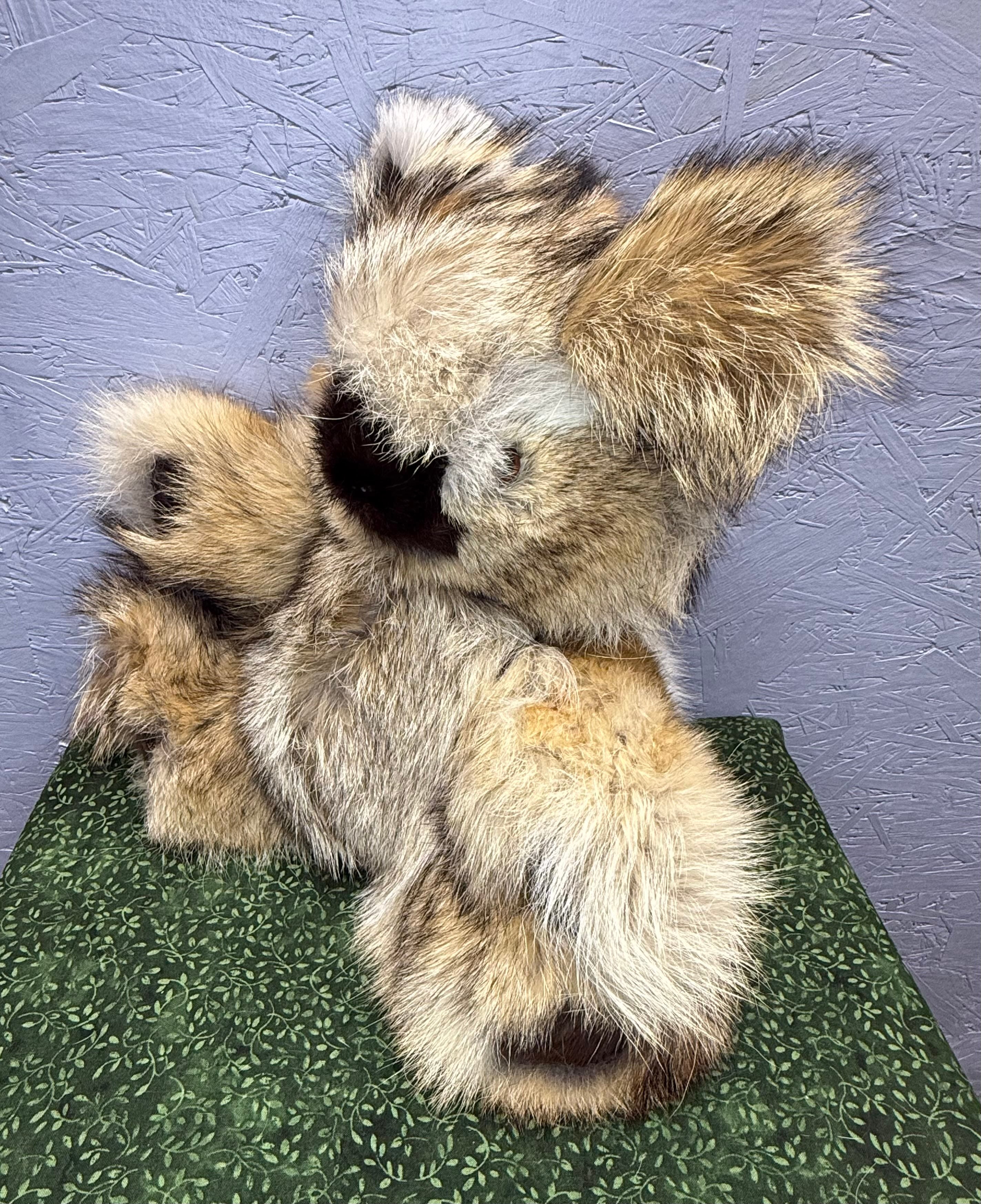 Coyote Bear - Large