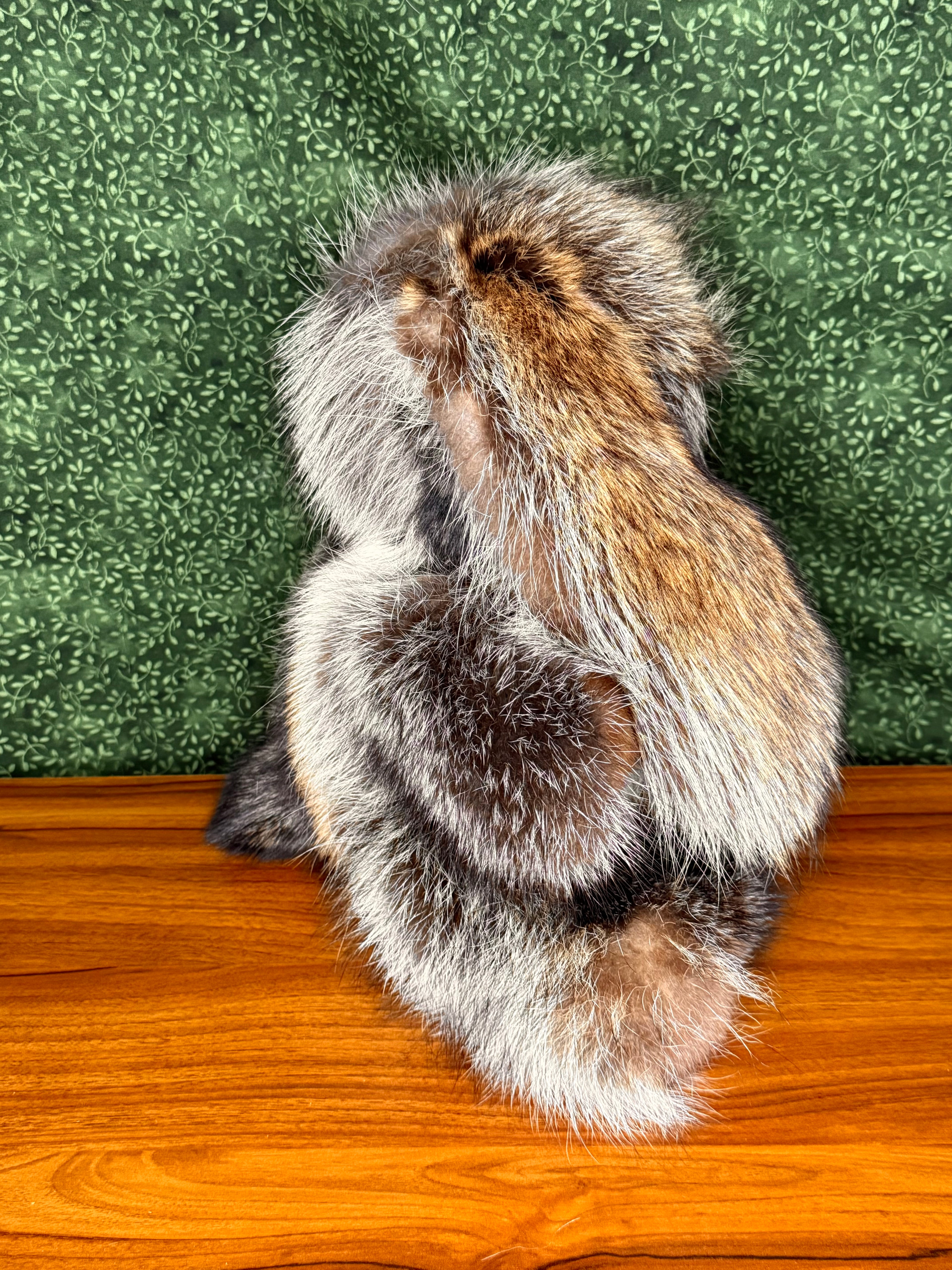 Raccoon Bunny - Large