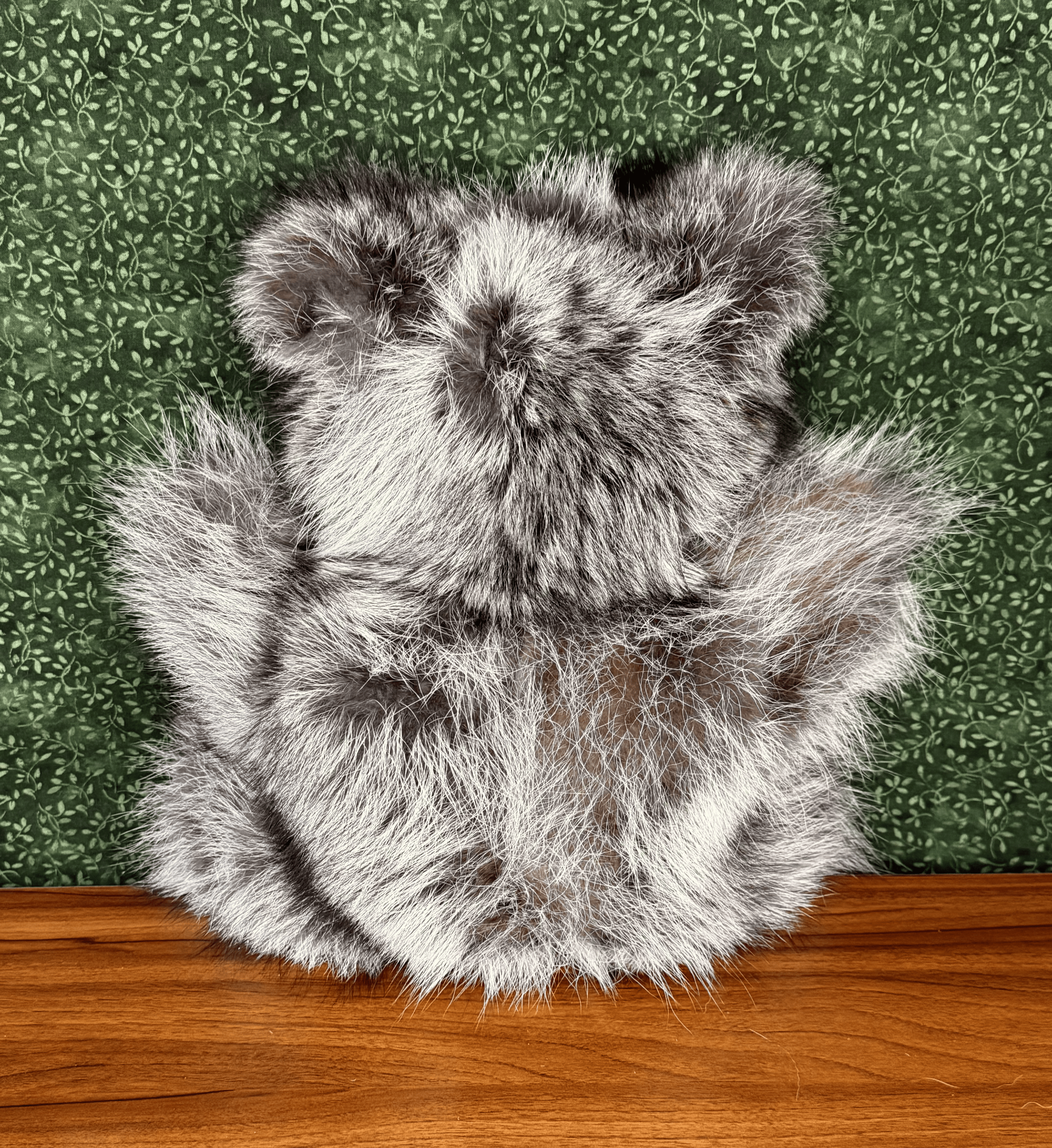Raccoon Bear - Large