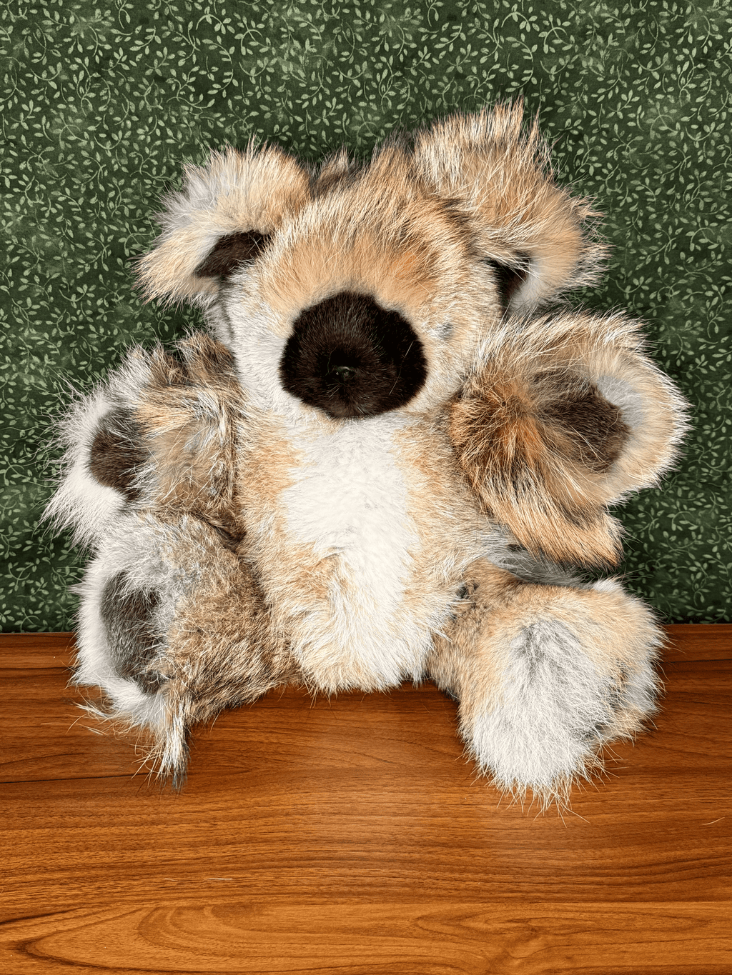 Coyote Bear - Large