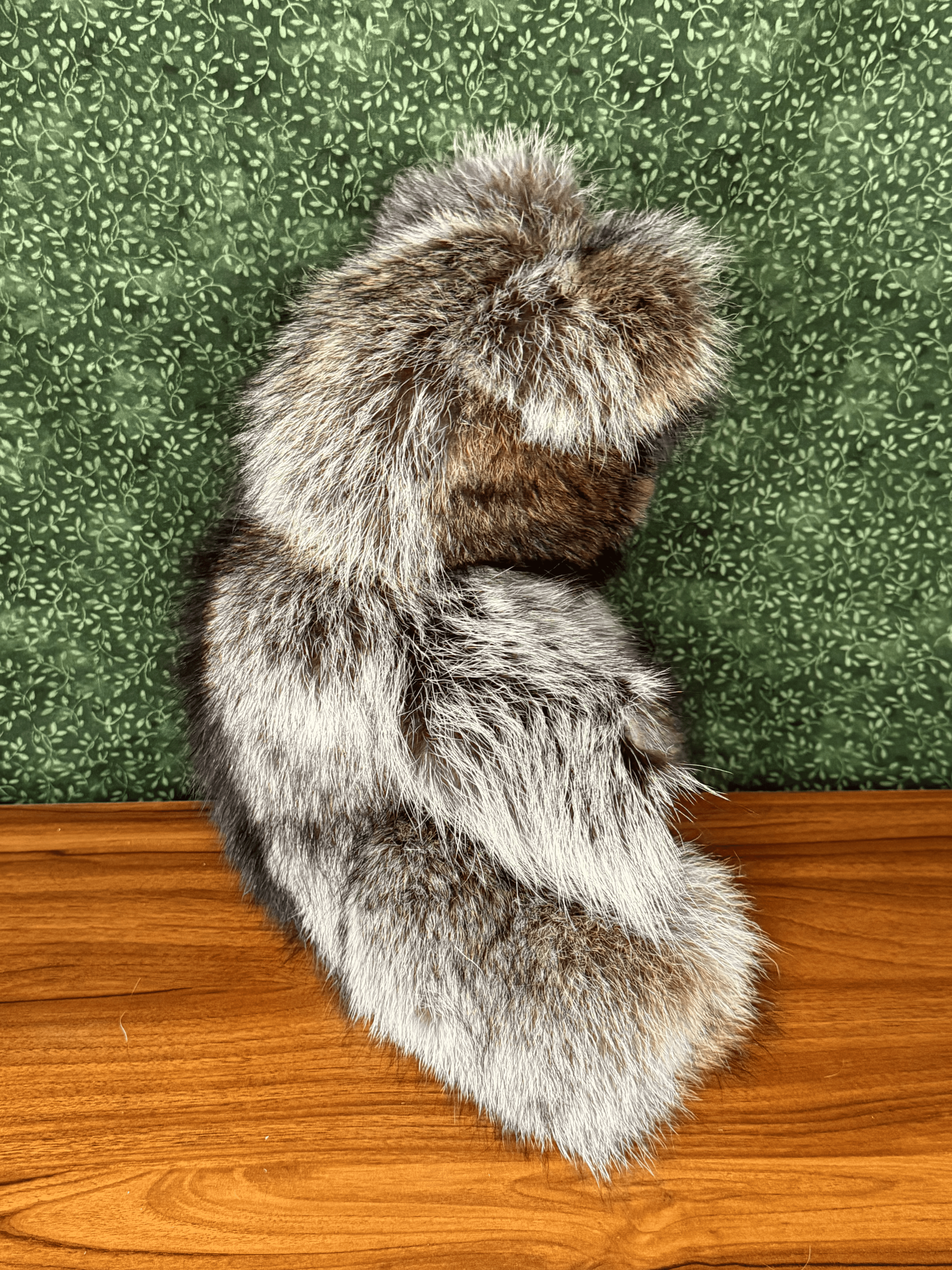 Raccoon Bear - Large
