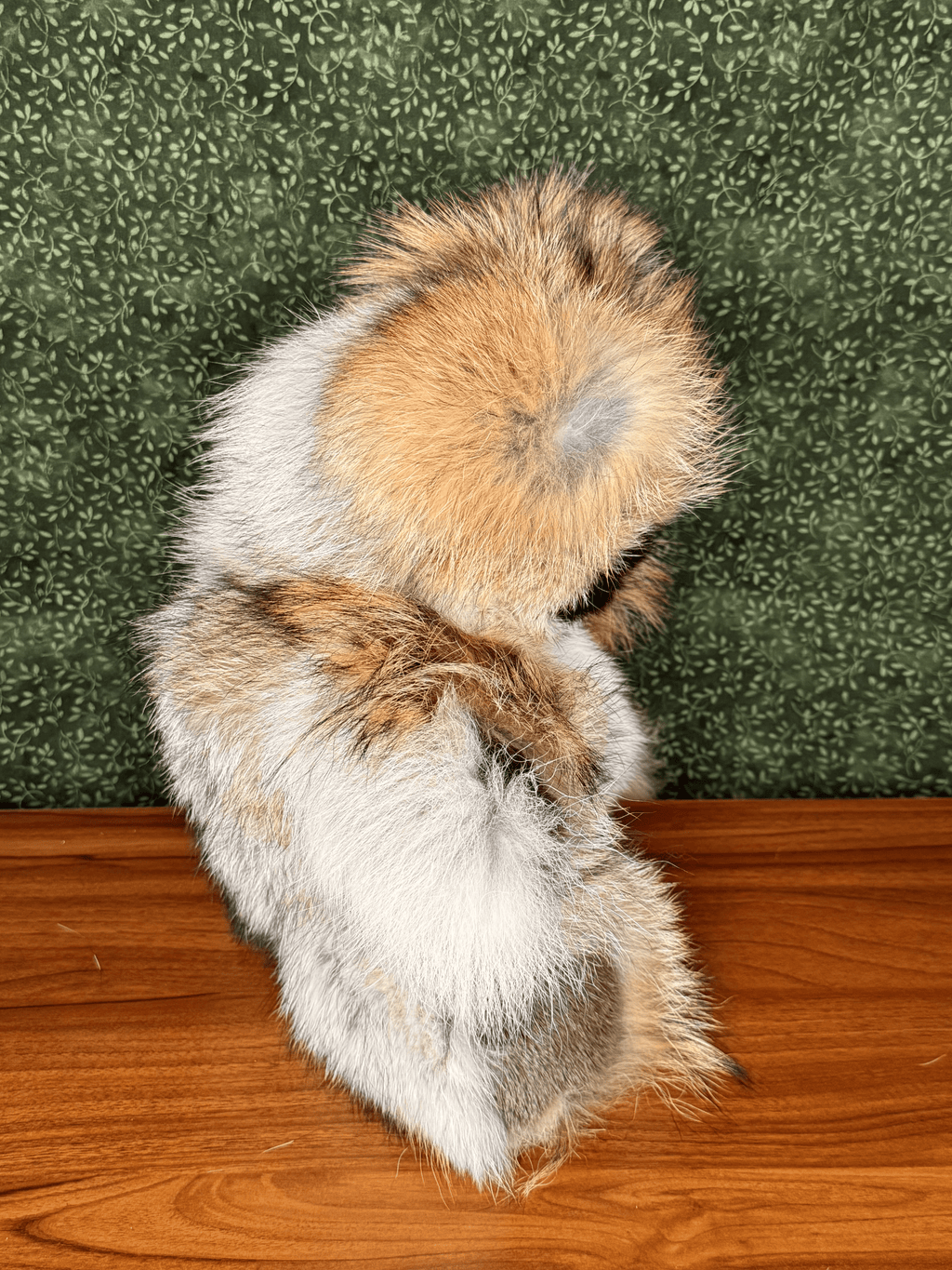 Coyote Bear - Large